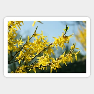 Forsythia in spring Sticker